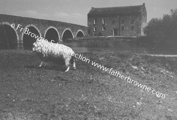 SHEEP WASHING IN RIVER BARROW